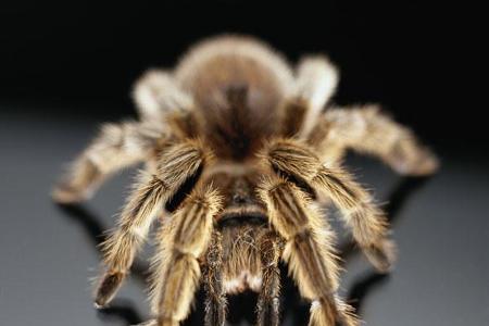 Eine lebende Tarantel