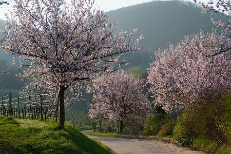 Mandelblütenalleen