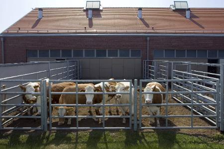 Quarantäne Austenstall Rinder Friedrich Löffler Institut Riems