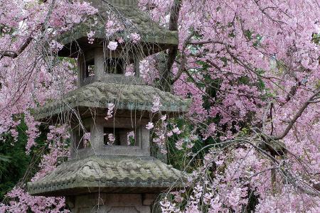 Tempel Kirschblüte getty.jpg