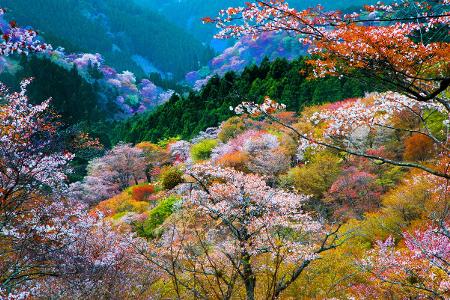 Yoshino Kirschbäume Getty.jpg