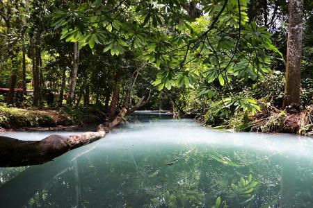Zahlreiches ist nach seiner Herkunft benannt. Dieser mystische Wald liegt etwa im mexikanischen Golfküsten-Bundesstaat Tabas...