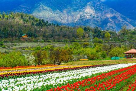 Die Region Kaschmir ist aufgeteilt zwischen Indien, Pakistan und China. Von hier stammt auch die Kaschmirziege, die begehrte...