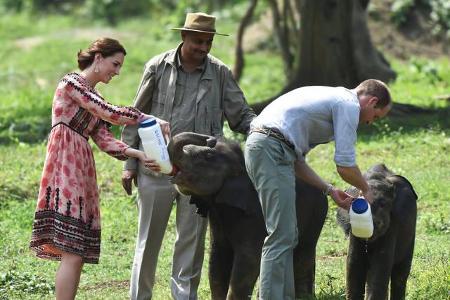 ...Baby-Riesen zu füttern? Bewaffnet mit großen Kanistern an Milch versorgten die 34-Jährige und ihr royaler Gatte die tonne...