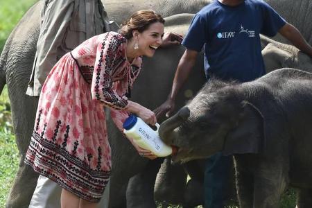 ...um das süße Elefanten-Baby gekümmert wurde. Da hätte sicher jeder gerne mit Kate und William getauscht. Früher am Tag...