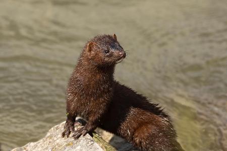 Positive Nachrichten des Jahres 2020 Die Niederlande haben ihre Nerz- und Pelzfarmen geschlossen