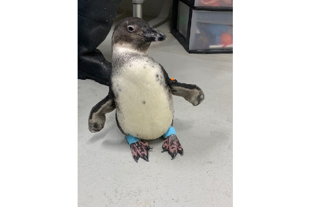 Positive Nachrichten des Jahres 2020 Pinguin Rosie hat Laufen gelernt