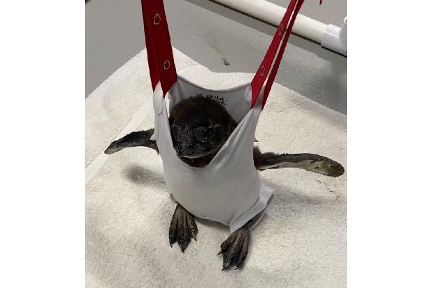 Positive Nachrichten des Jahres 2020 Pinguin Rosa im OdySea Aquarium im Jumper