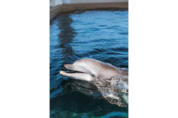 Positive Nachrichten des Jahres 2020 Der taube Delfin Hemingway hat ein neues Zuhause