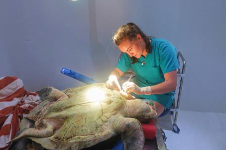 Positive Nachrichten des Jahres 2020 Auf Coco Palm Dhuni Kolhu werden verletzte Schildkröten behandelt