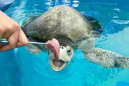 Positive Nachrichten des Jahres 2020 Kinder helfen bei der Fütterung der Schildkröten