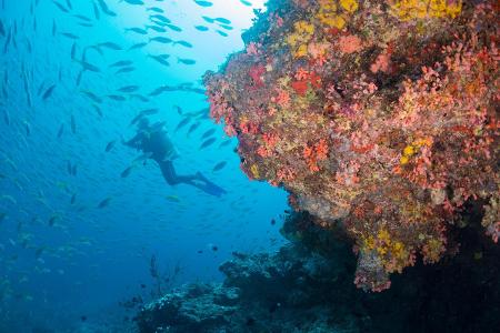 Positive Nachrichten des Jahres 2020 Die Riffe auf den Malediven sind farbenfroh und voller Tiere