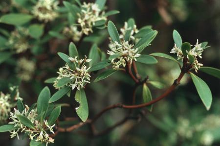 Tasmanischer Pfeffer st der teuerste