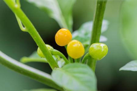 Die Aji Charapita Chili ist das teuerste Gewürz der Welt.