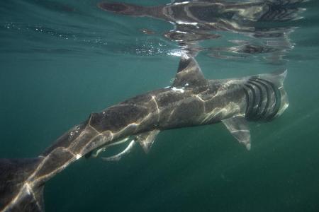 Basking shark (Cetorhinus maximus) feeding at the surface on...