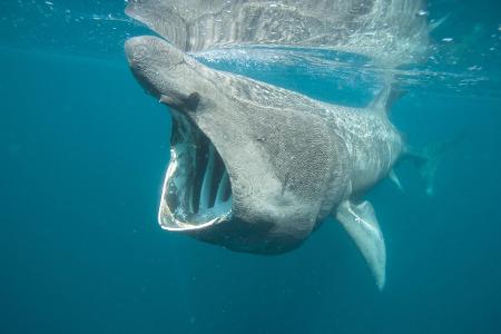 Basking shark feeding off the Cornish coastline. Cornwall, U... (1)