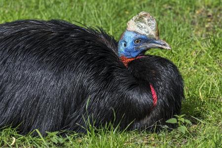 Northern cassowary _ one-wattled cassowary _ single-wattled ...