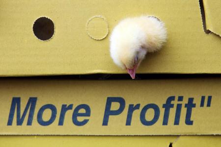 More profit Küken imago images Friedrich Stark.jpg