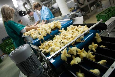 Küken Sortierung auf Fließband imago images Forum.jpg