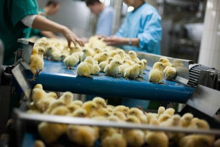 Küken auf Fließband imago images Forum.jpg