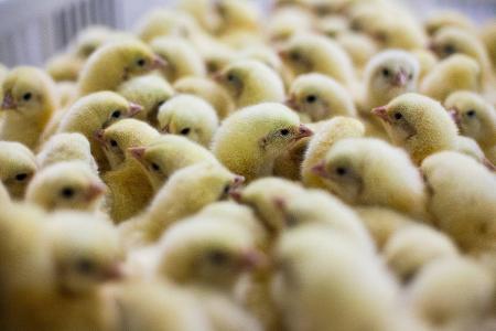 ein haufen Küken imago images Forum.jpg