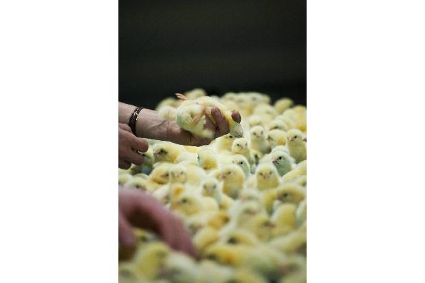 Küken in Hand imago images Forum.jpg