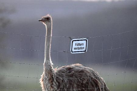 Emu im Tiergehege