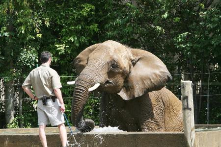 Elefant im Zoo