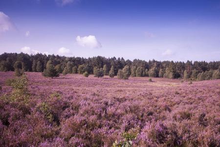 ... tut es vielleicht auch die Lüneburger Heide. Mit 234 Quadratkilometern ist sie die größte zusammenhängende Heidefläche i...