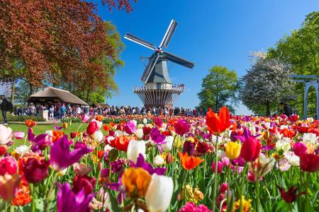 Getupft, gesprenkelt, unifarben, rot, weiß oder sogar schwarz. Wer die Tulpe in all ihren Variationen sehen möchte, sollte z...