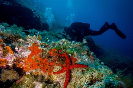 Platz 10 - Mittelmeer: Wer erste Erfahrungen beim Tauchen machen möchte, der muss nicht um die halbe Welt fliegen. Die Unter...