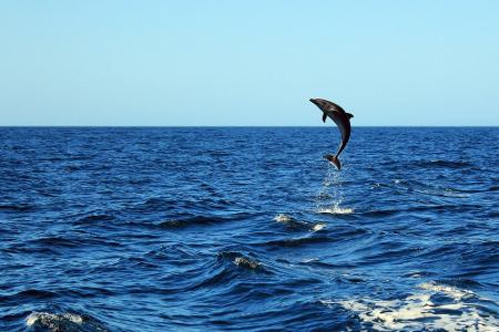 Platz 8 - Costa Rica: Wer neben großen Tümmlern und Mantas tauchen möchte, der besucht Catalina Islands. Mit etwas Glück ist...