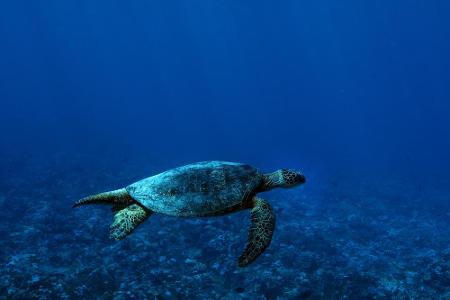 Platz 3 - Palawan: Wer versunkene Schiffe sehen und mit Meeresschildkröten tauchen möchte, der fliegt auf die Philippinen. B...