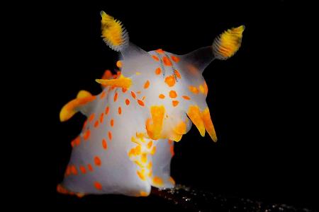Nudibranchs_Fredrik_Ehrenström_Polycera quadrilineata posing.jpg