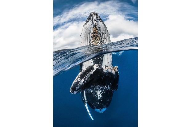 1.5 UPY2018 Wide Angle 101GregLecoeur.jpg