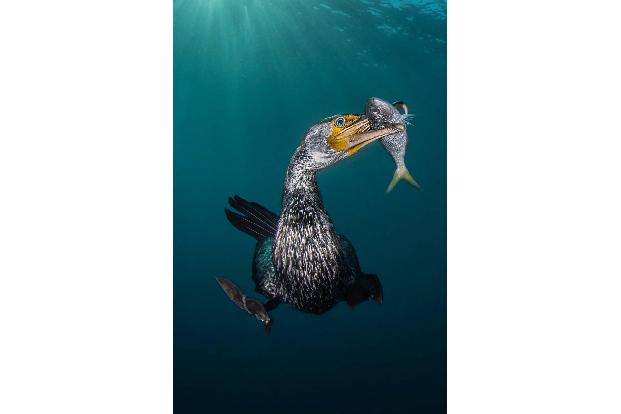 UPY 2018 Verhalten 401filippoborghi.jpg