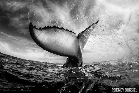 First Prize - Wide Angle -® Rodney Bursiel - Scuba Diving Magazine Photo Contest 2017.jpg