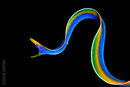 Second Prize - Macro -® Eduardo Acevedo - Scuba Diving Magazine Photo Contest 2017.jpg