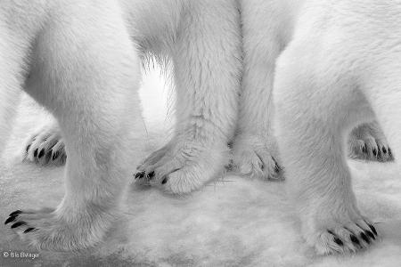 Polar pas de deux -® Eilo Elvinger - Wildlife Photographer of the Year.jpg