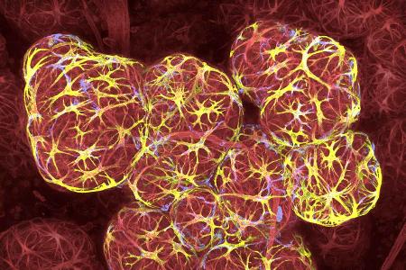 k-#17 - Milky way Nikon small world (Kopie).jpg