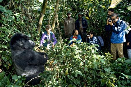 Gorilla imago blickwinkel.jpg