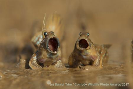 Daniel-Trim_Mudskippers-Got-Talent_00003580.jpg