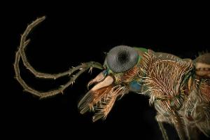 Titelbild: Makroaufnahme von Insekten