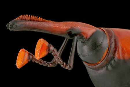 Insekten Makroaufnahme: roter Palmkäfer Nahaufnahme