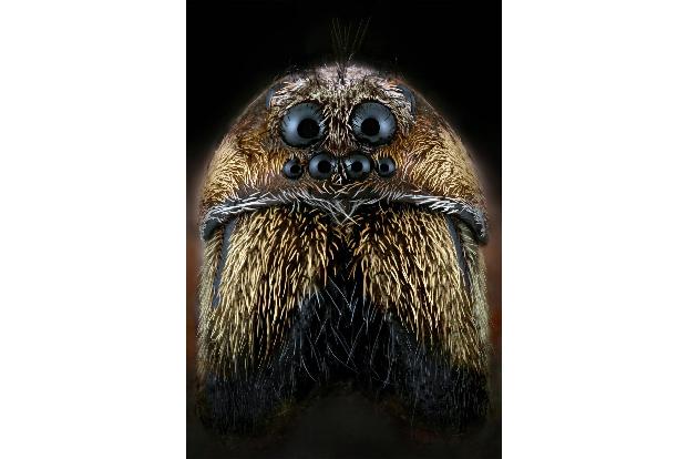 Makroaufnahme Insekten: Wolfsspinne Nahaufnahme