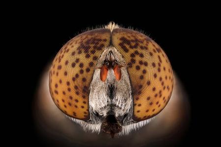 Makroaufnahme Insekten: Schwebfliege Nahaufnahme