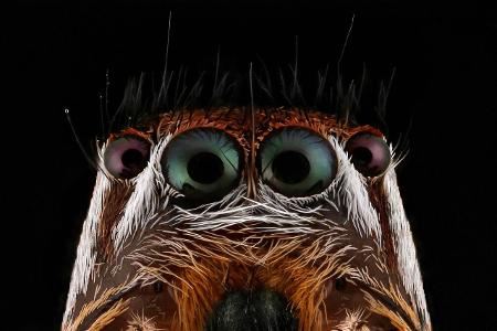 Makroaufnahme Insekten: Springspinne Nahaufnahme