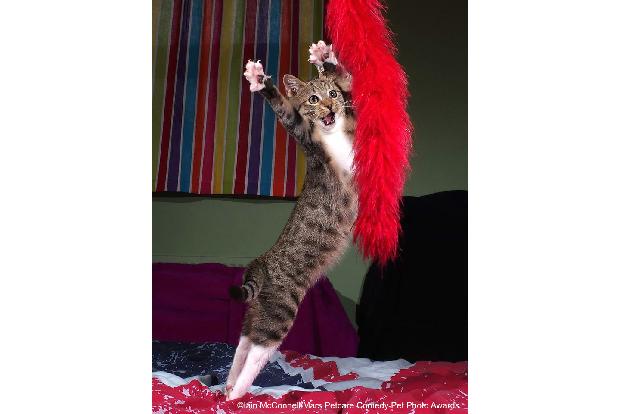 Tanzendes Katzenbaby