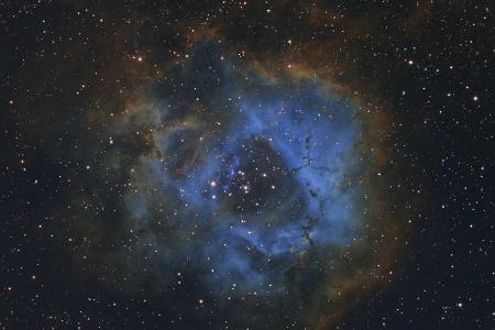 Stellar Flower ® Davy van der Hoeven2.jpg