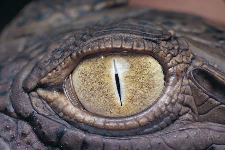 Auge Krokodil 3 getty.jpg